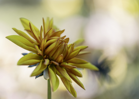 zomaar een bloemetje...😊