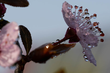 Dauwdruppels op bloesem