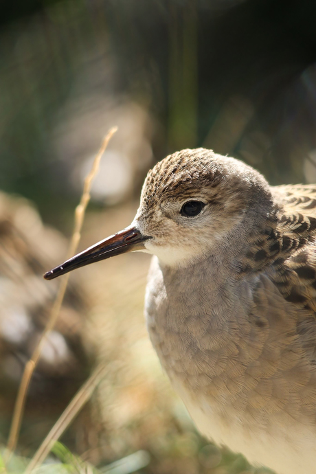 Gestreepte zandloper