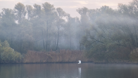 Witte reiger in de Biesbosch