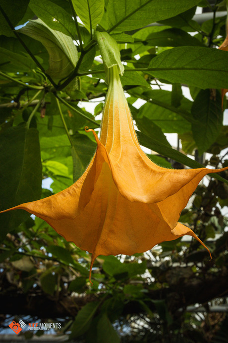 Engelentrompet (Brugmansia aurea)