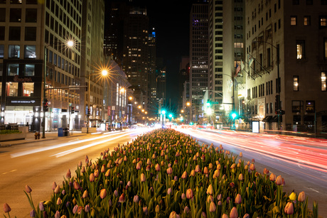 tulpen in Chicago