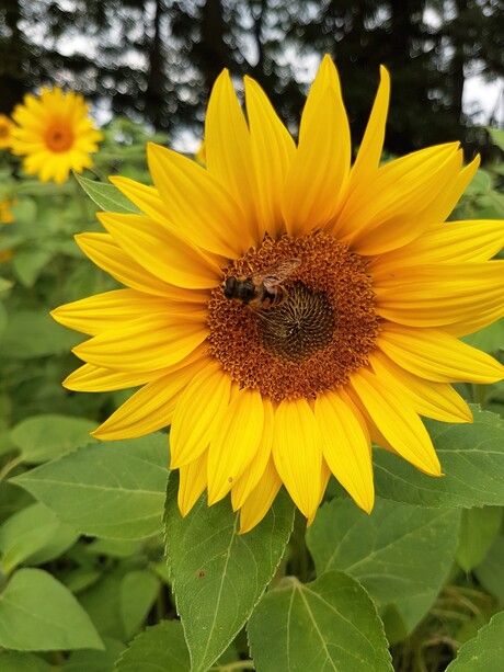 zonnebloem + bij op Valkenstijn, Assen