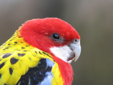 rosella