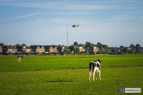 Koeien kijken hoe de lifeliner 4 opsteeg 