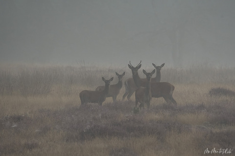 Edelherten in de mist