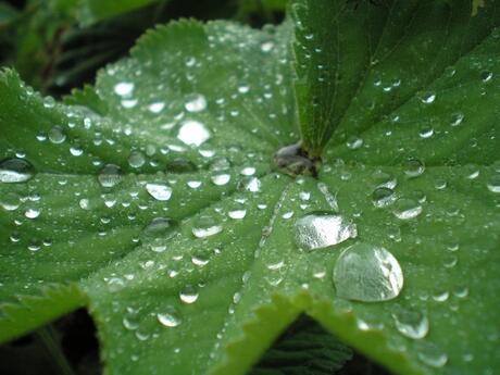 regendruppels op blad