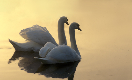 Twee zwanen bij zonsopkomst