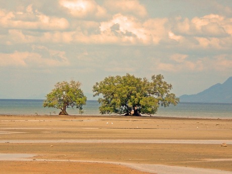 Tree on the beach 2