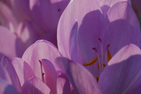 Crocus