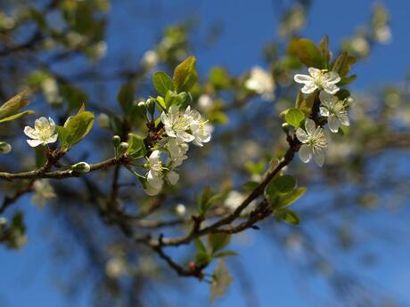 bloesem pruimenboom