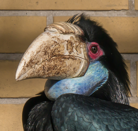 Geribbelde neushoornvogel