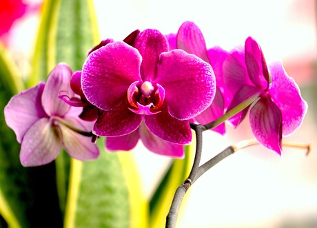 Orchidee.