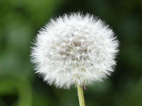 Paardenbloem close up