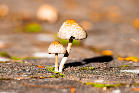 Voor leuke plaatjes hoef je soms niet verder dan de voortuin !