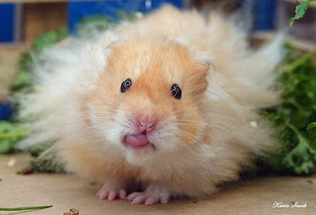 "Tja, ik vroeg er zelf om..."