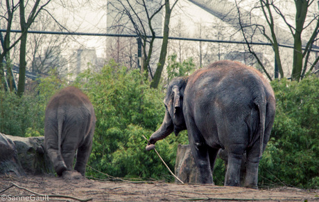 Olifant met een tak