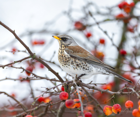 Fieldfare - Kramsvogel (Turdus pilaris)
