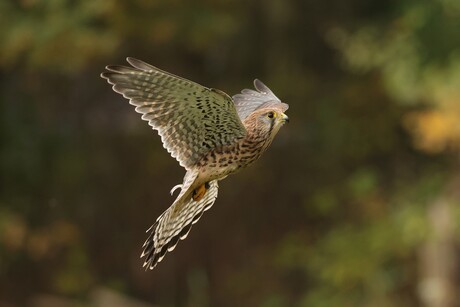 Torenvalk vliegt vanaf de paal weg