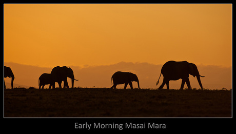 Early Morning Masai Mara