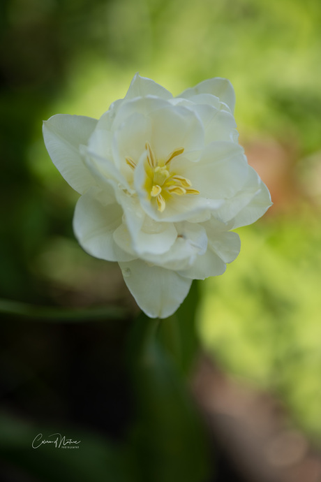 Narcissus dubius gouan...