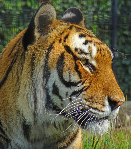 siberische tijger 2