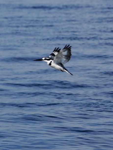 Bonte ijsvogel