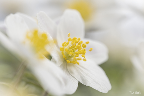 Voorjaar, dus bosanemoontjes