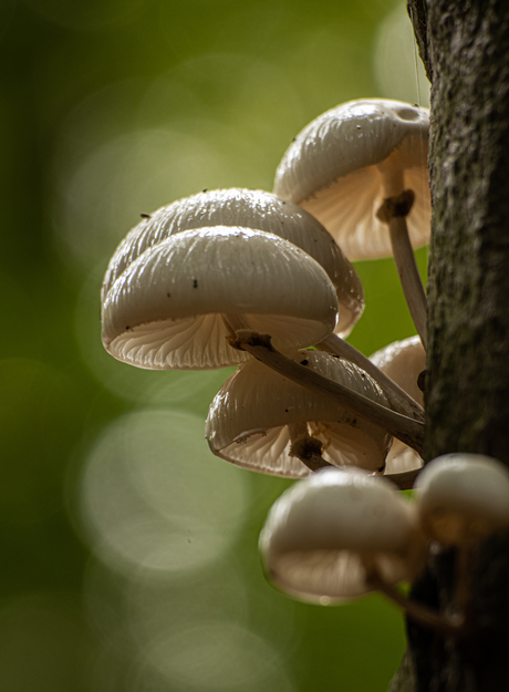 Haagse paddenstoelen