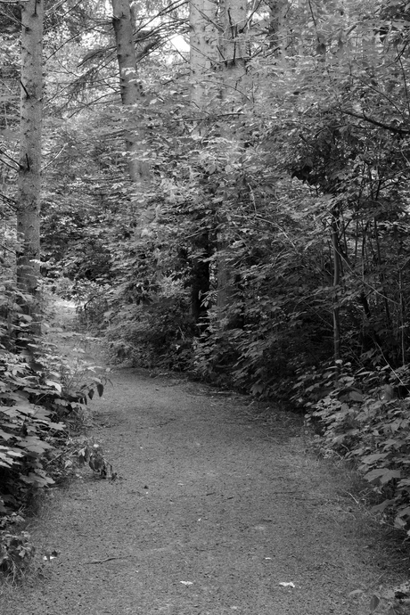 Een bospad in zwart-wit