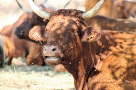 koe van de Limousin in frankrijk