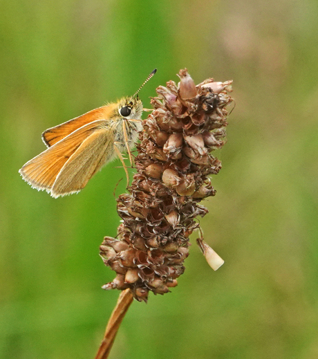 Zwartspriet dikkopje