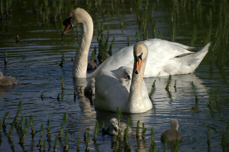 Zwanen familie