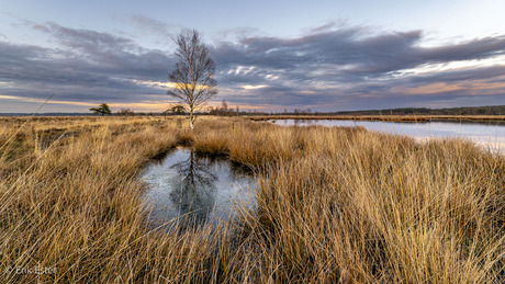 Dwingelderveld 