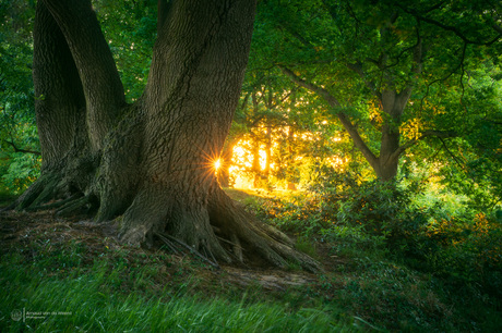 Tales of the Forest