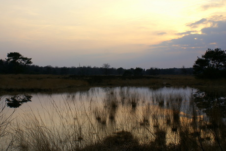 Oude Buisse Heide