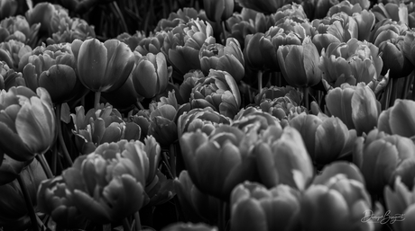 Zwart wit tulpen. 