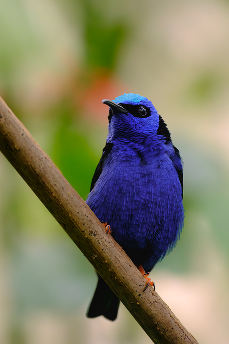 De roodpootsuikervogel