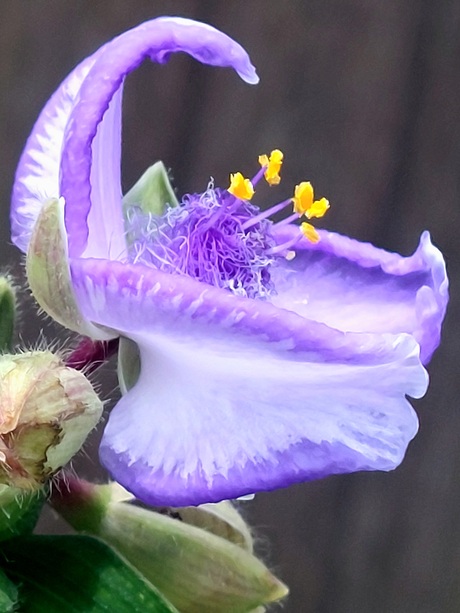 Tradescantia 'Little Doll' | Eendagsbloem