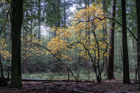 Vroege herfst