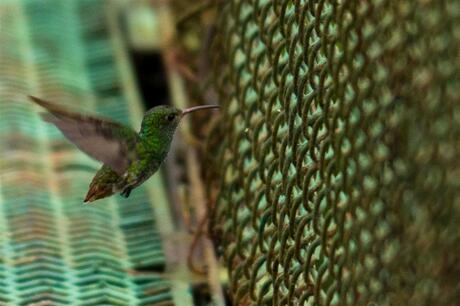 Costa Rica, colibrie