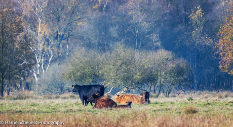 Schotse Hooglanders bij Gees