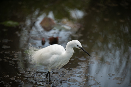 Walking trough the mangrove 