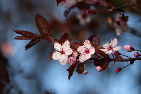Fleurs de pommier.