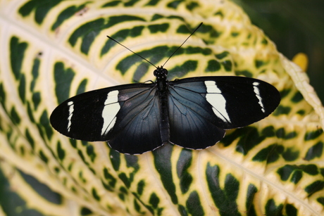 black butterfly