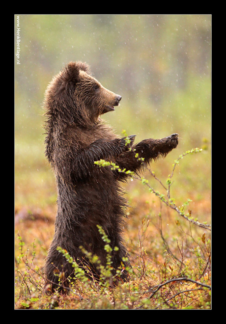 Finland: Kleine beer doet kungfu?