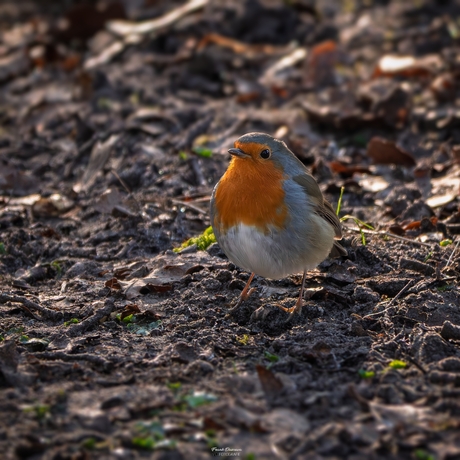 Het nieuwsgierige Roodborstje.