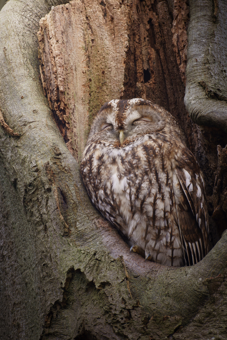 Sleepy owl