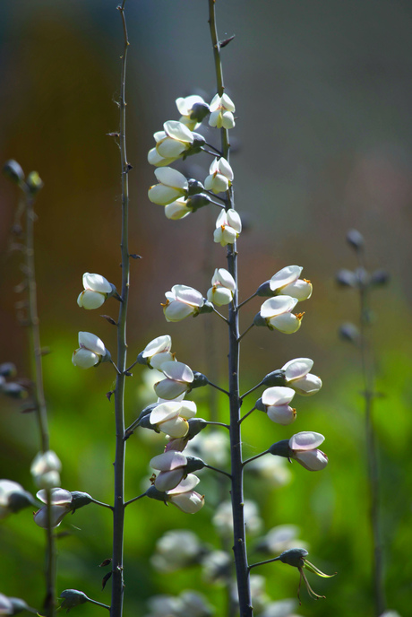 Baptisia "White Smoke"