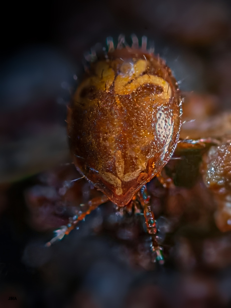 Zeer kleine mijt, Uroobovella Marginata 